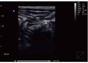 Állatorvosi ultrahang készülék